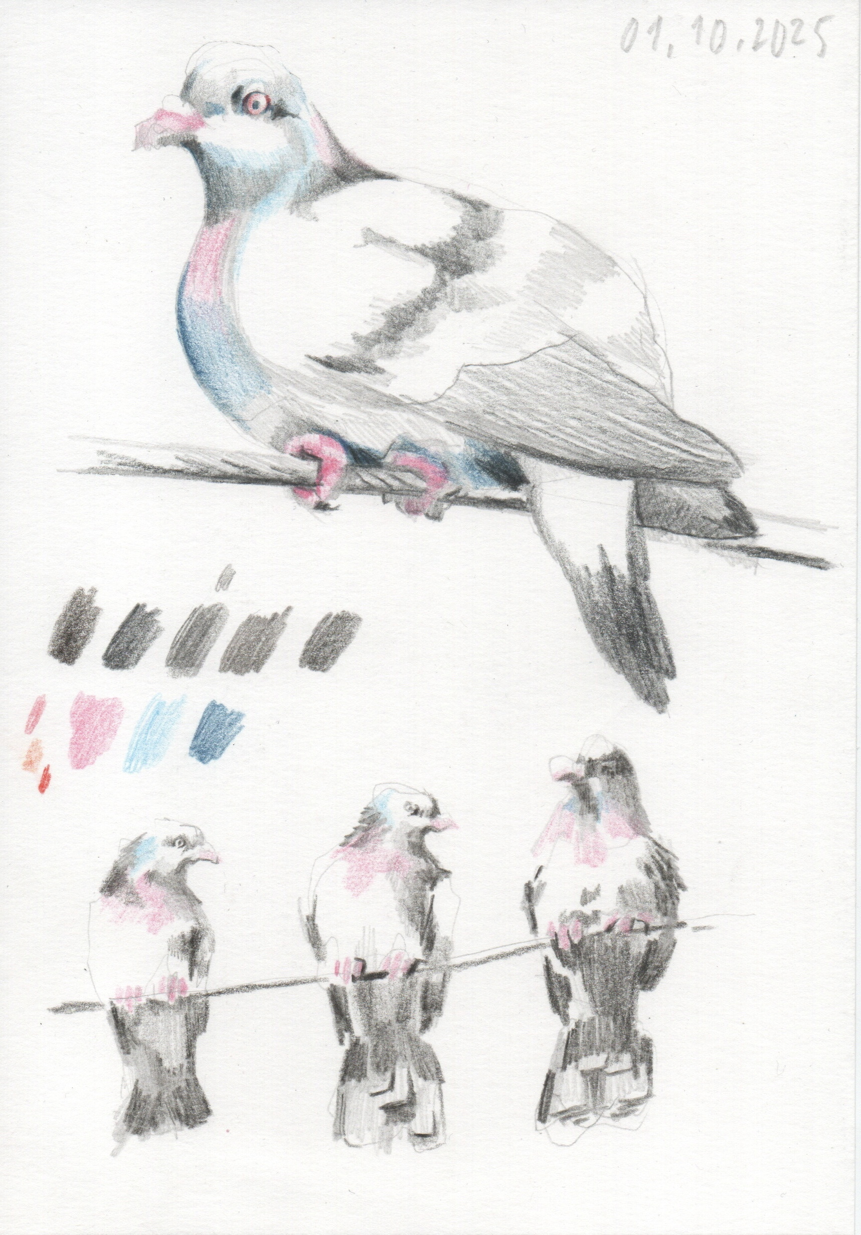 pigeons